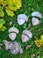 IMG-20220920-WA0008.jpg